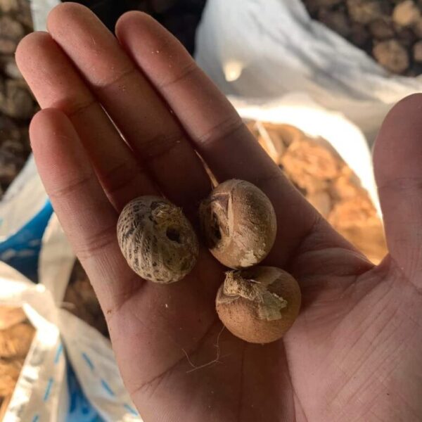 Betelnut