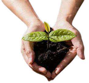 seedling